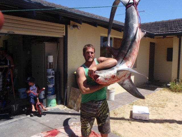 Thresher Shark jumped in the boat
